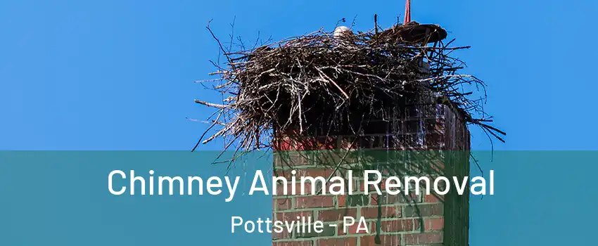  Chimney Animal Removal Pottsville - PA