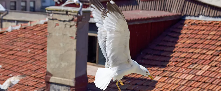 Residential Chimney Animal Removal Solution in Pottsville, PA